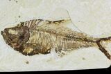 Fossil Fish Plate (Diplomystus) - Wyoming #111257-1